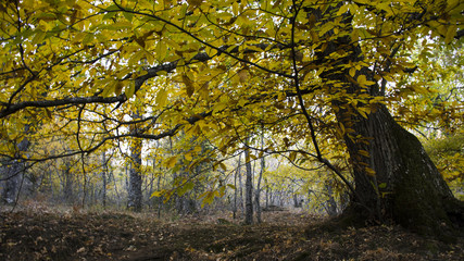 Fototapeta premium Chestnut detail in the forest in autumn