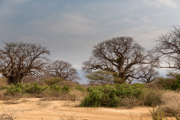 Baobabbaum (Adansonia digitata) - Afrikanischer Affenbrotbaum - Tansania