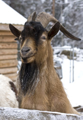 Fototapeta premium goat portrait