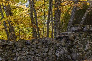 Autumnal detail of chestnut trees in the woods behind a stone wall