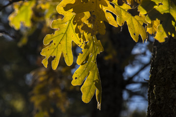 Oak leaves in the forest of La Herreria, San Lorenzo del Escorial