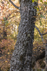 Oak trunk in autumn in the forest