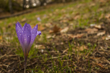 Purple flower with dew in the autumn forest