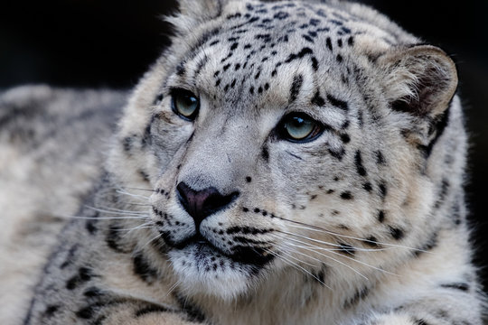 Portrait Schneeleopard