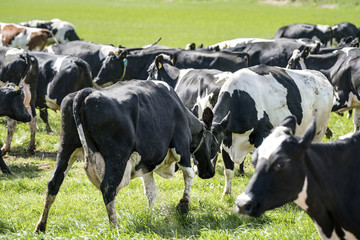 Cows in head to head battle