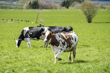 White cow with brown spots