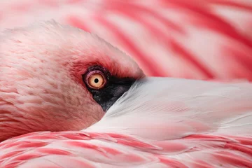 Gartenposter Flamingo © Robert