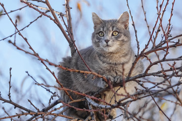 Naklejka na ściany i meble Gray cat on tree branches