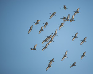 ibis sacro