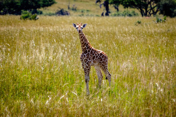 A baby rothschild giraffe in the Murchison Falls national park in Uganda. Too bad this place, lake Albert, is endangered by oil drilling companies