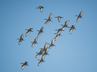 ibis sacro