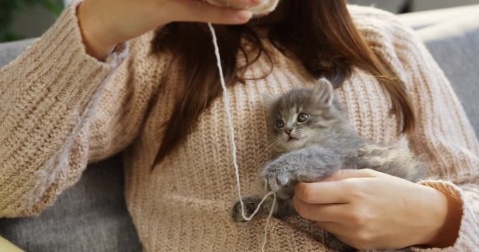 Close up of a little cat sitting on the young woman's hands and playing with a thread in the cozy room. Indoor.