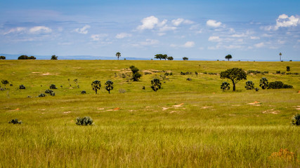 The beautiful wide landscape of the Murchison Falls national park savannas in Uganda. Too bad this...
