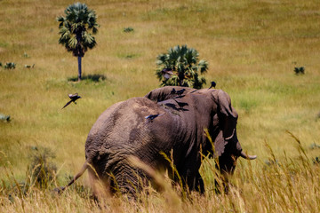 Fototapeta premium A group of birds landing on the back of a big male elephant in Murchison Falls national park in Uganda. Too bad this place, lake Albert, is endangered by oil drilling companies