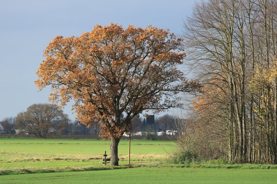 Eiche am Jakobsweg