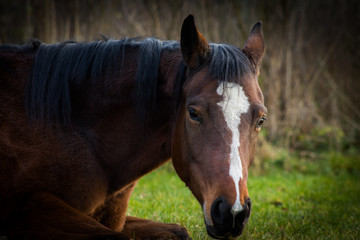 Brown horse closeup against green grass and dark forest