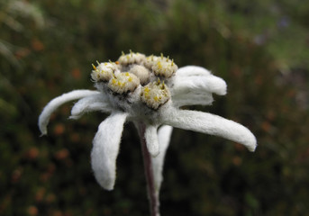 Edelweiß, flauschig; Nahaufnahme