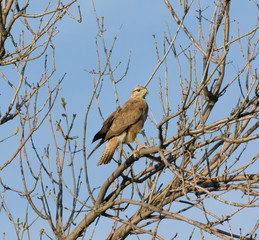 Portrait of a bird of prey on a tree branch