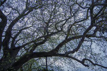 Tree and branches