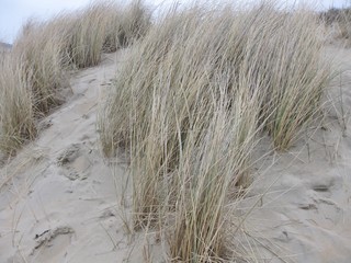 Dünengras