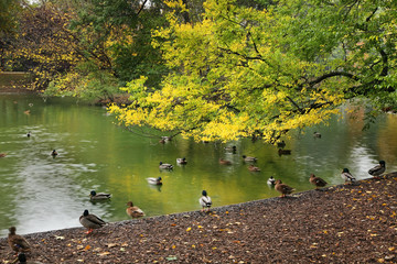 Stadtpark in Vienna. Austria