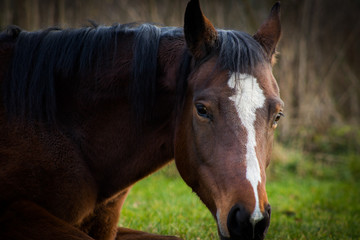 Brown horse closeup against green grass and dark forest
