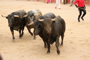 toro bravo bull 