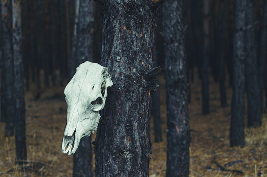 The horse skull hanging on a tree in a forest