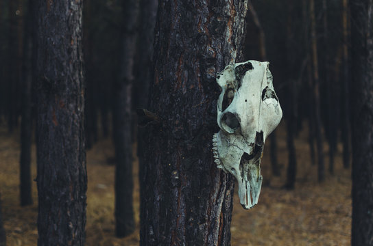 The horse skull hanging on a tree in a forest