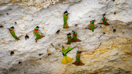 A group of red throat bee eaters being busy around there cave nests in a rock in Murchison Falls...