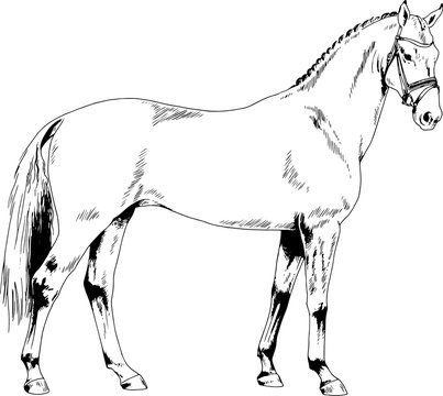 race horse without a harness drawn in ink by hand on white background in full length