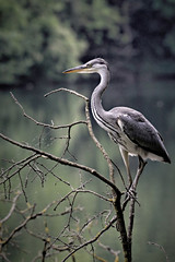 Fototapeta premium Heron