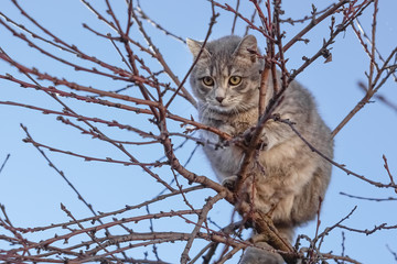 Gray cat on tree branches