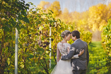 Portrait of the newlyweds strolling through the vineyards 43.