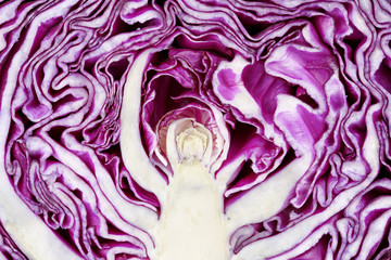 Obraz premium red cabbage