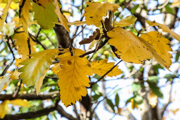 Gold leaves of autumn