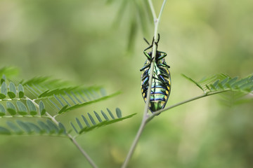 Jewel beetle Insect Climbing Branches