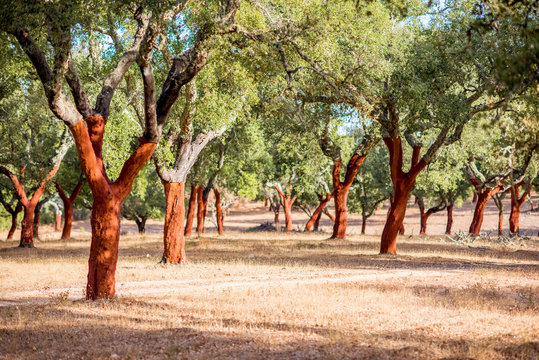 Beautiful view on the plantation of cork oak trees with freshly crumbled bark in Portugal