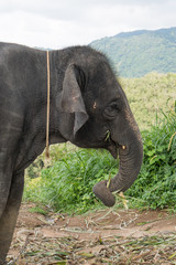 Beautiful elephant on the hill in Phuket, Thailand
