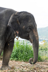 Beautiful elephant on the hill in Phuket, Thailand