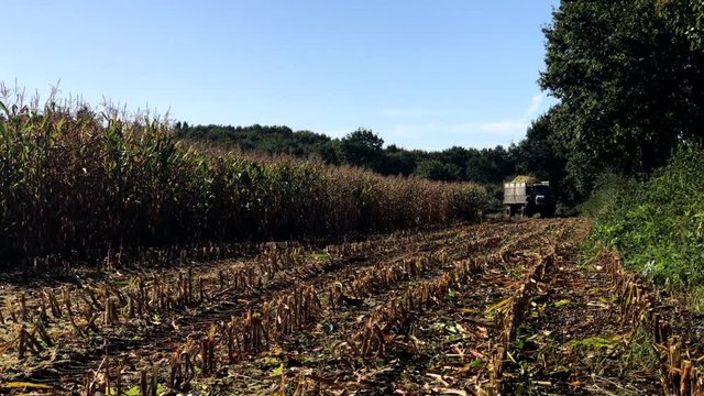Maisernte, Maish&auml;cksler in Aktion, Erntewagen mit Traktor