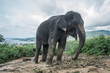 Fototapeta na wymiar Beautiful elephant on the hill in Phuket, Thailand