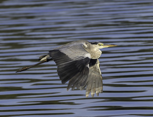 Grey Heron in Flight Over Pond