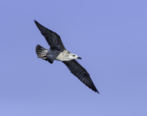 Fototapeta premium Juvenile Yellow-legged Gull in Flight on Blue Sky