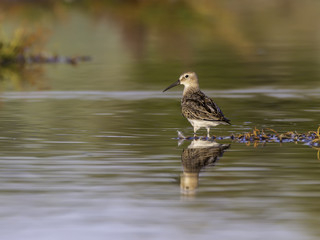 Pectoral Sandpiper Foraging on the Pond in Early Morning
