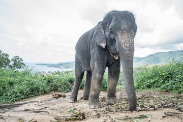 Obraz premium Beautiful elephant on the hill in Phuket, Thailand