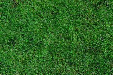 Green clean grass texture