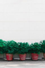 Green trees in red pots with clean background for the Christmas time