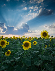 Sunflower plantation on a nice summer day