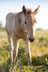 Foal grazing on the grass